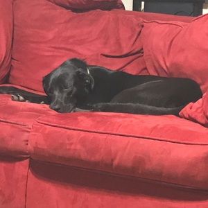 Meet your Posher, Sandylee